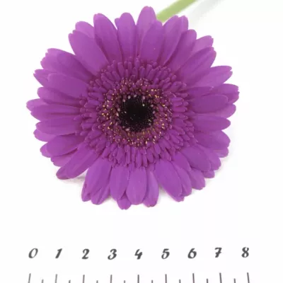 GERMINI PICTURE PERFECT