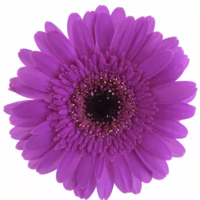 GERMINI PICTURE PERFECT