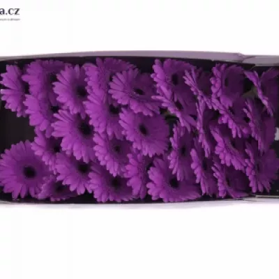 GERMINI PICTURE PERFECT