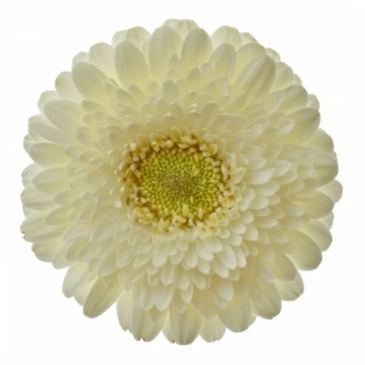 Gerbera mini POMPONI WHITE PEARL