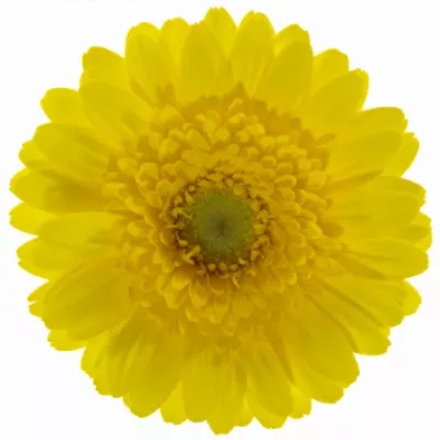 Gerbera mini SUNDEE