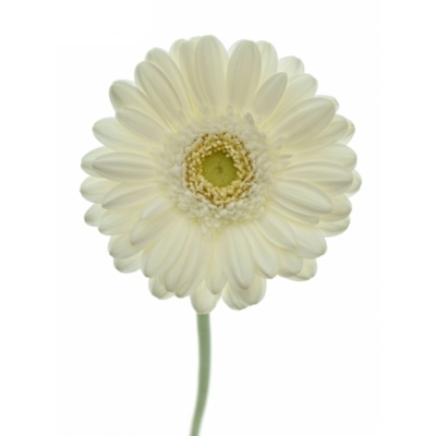 Gerbera mini WHITE STAR (WATER)