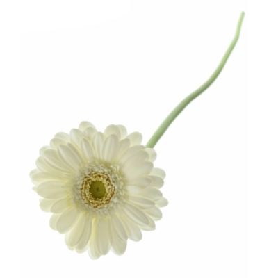 Gerbera mini WHITE STAR (WATER)