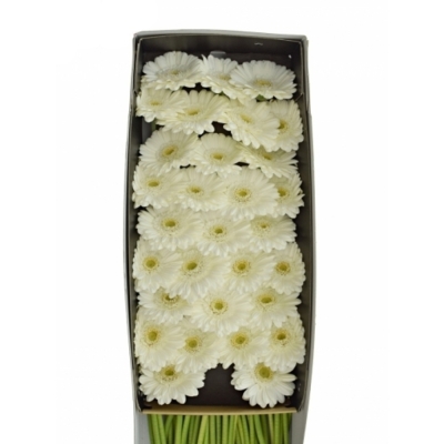 Gerbera mini WHITE STAR (WATER)