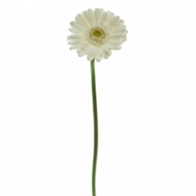 Gerbera mini WHITE STAR (WATER)