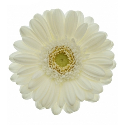 Gerbera mini WHITE STAR (WATER)