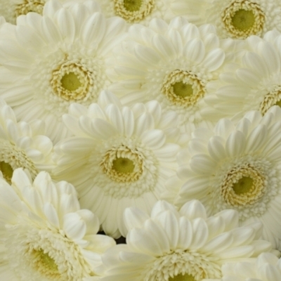 Gerbera mini WHITE STAR (WATER)