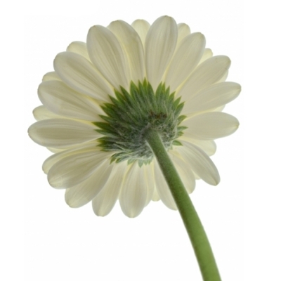 Gerbera mini WHITE STAR (WATER)