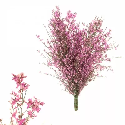 GINESTA LILA 65cm/400g