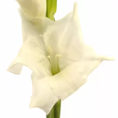 Gladiol GR AMSTERDAM 115cm/50cm