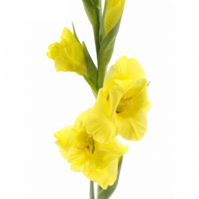 Gladiol GR BANANARAMA