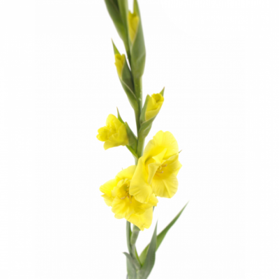 Gladiol GR BANANARAMA