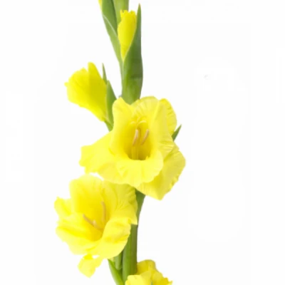 Gladiol GR BANANARAMA 115cm/55cm