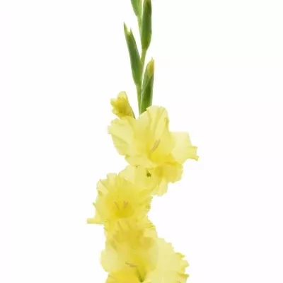 Gladiol GR CHARISMA 120cm/45cm