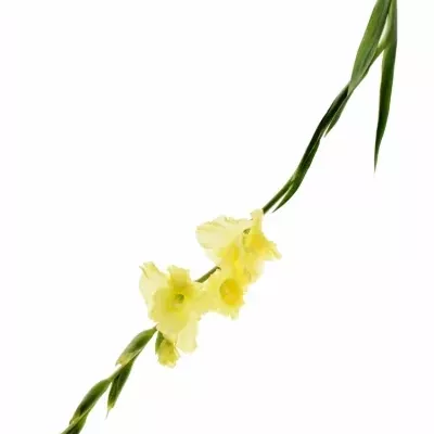 Gladiol GR CHARISMA