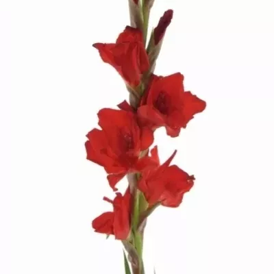 Gladiol GR COSTELLO