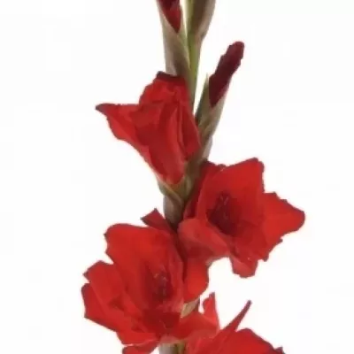 Gladiol GR COSTELLO 110cm/50cm