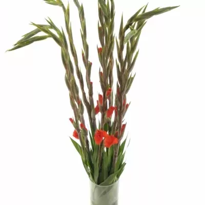 Gladiol GR HUNTING SONG 80cm/30cm