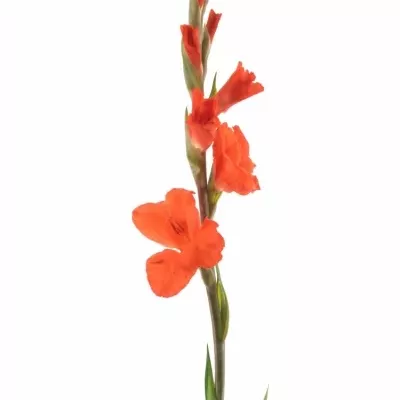 Gladiol GR HUNTING SONG 80cm/30cm