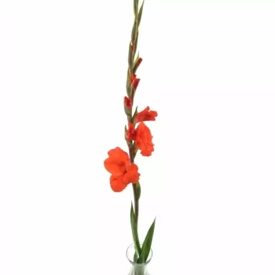 Gladiol GR HUNTING SONG 80cm/30cm