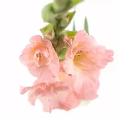 Gladiol GR KARMA 115cm