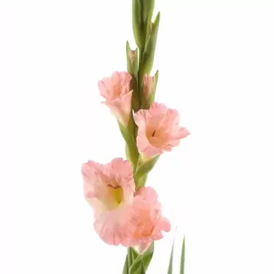 Gladiol GR KARMA 115cm
