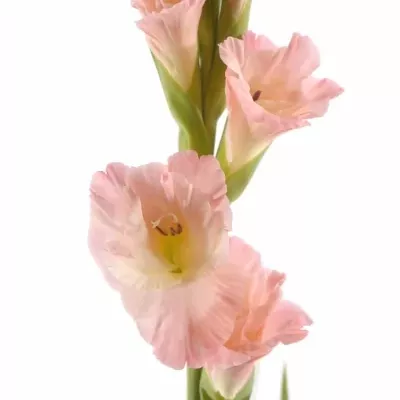 Gladiol GR KARMA 115cm