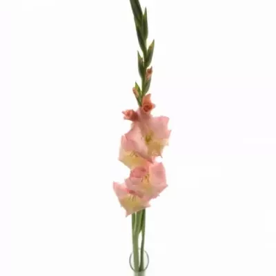 Gladiol GR LOUISE