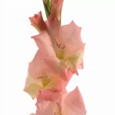 Gladiol GR LOUISE 100/45cm