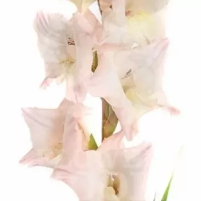 Gladiol GR MON CHER 90cm/40cm