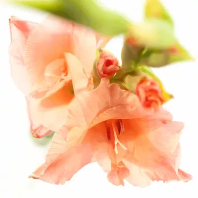 Gladiol GR NEW RELEASE 110cm/50cm