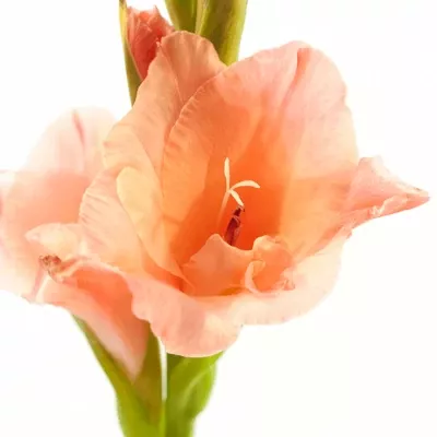 Gladiol GR NEW RELEASE 110cm/50cm