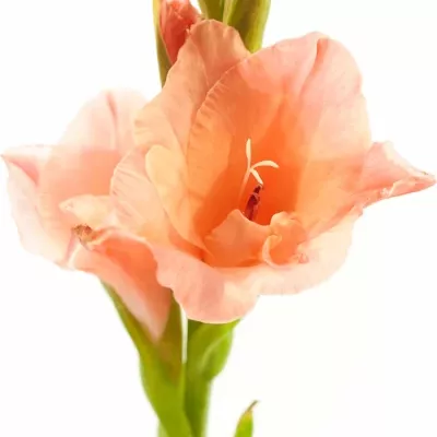 Gladiol GR NEW RELEASE 110cm/50cm