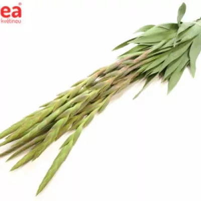 Gladiol GR NEW RELEASE 110cm/50cm