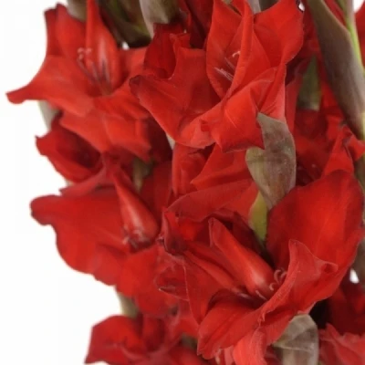 Gladiol GR RED BALANCE