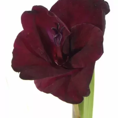 Gladiol GR TAVIRA 115cm/50cm