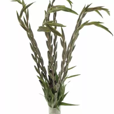 Gladiol GR TAVIRA 115cm/50cm