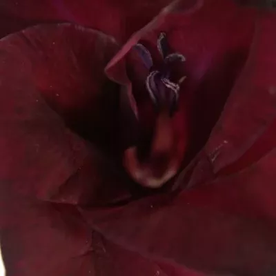 Gladiol GR TAVIRA 115cm/50cm