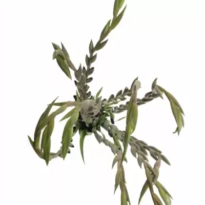 Gladiol GR TAVIRA 115cm/50cm