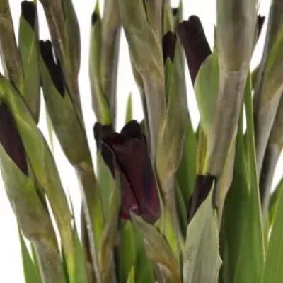 Gladiol GR TAVIRA 115cm/50cm