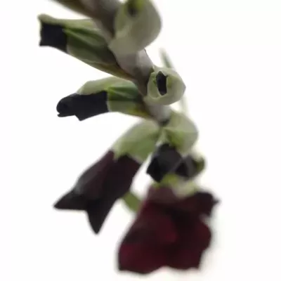 Gladiol GR TAVIRA 115cm/50cm