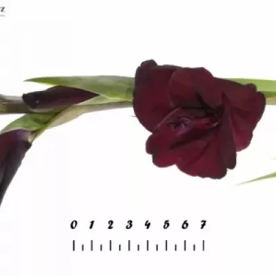 Gladiol GR TAVIRA 115cm/50cm