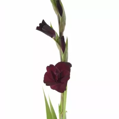 Gladiol GR TAVIRA 115cm/50cm