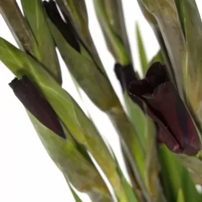 Gladiol GR TAVIRA 115cm/50cm