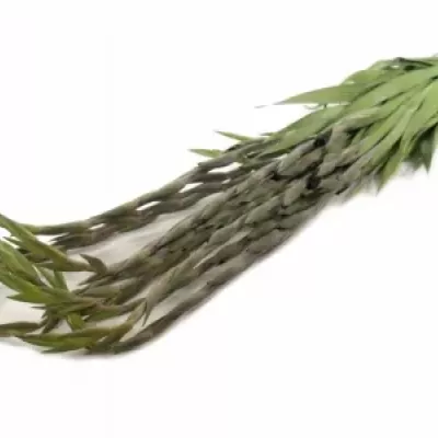 Gladiol GR TAVIRA 115cm/50cm