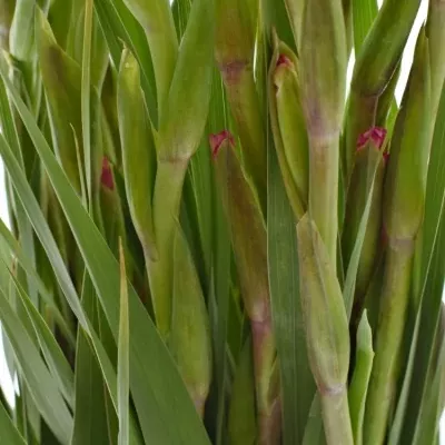 Gladiol GR VIOLET KING 100cm/50cm