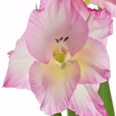 Gladiol GR VIOLET KING 100cm/50cm