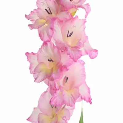 Gladiol GR VIOLET KING 100cm/50cm