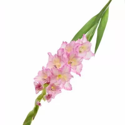 Gladiol GR VIOLET KING 100cm/50cm