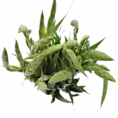 Gladiol GR VIOLET KING 100cm/50cm